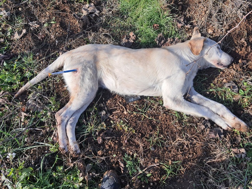 Cane catturato con la Telenarcosi